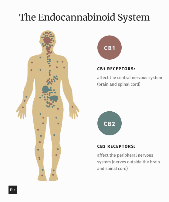 The scheme of endocannabinoid system 