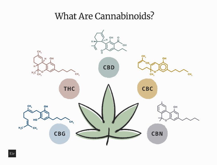 What Are Cannabinoids: CBD, THC, CBN, CBC, CBG